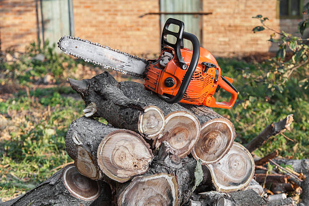 Tree Removal for Businesses in Oklahoma City, OK